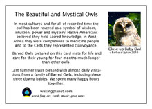 owl greeting card