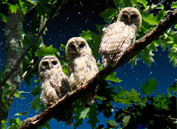 3 baby owls, baby owls, baby barred owls, baby owl photo, baby owl photograph, barbara upton photos