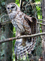 owl acrobatics, barred owl, barred owl photo, unusual owl