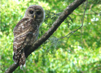 owl amidst leaves, barred owl photo, barred owl photograph
