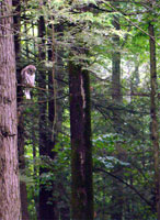 owl-in-forest, barred owl trees, barred owl photo, 