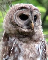 owl-nearby, owl close up, barred owl photo, barred owl photograph