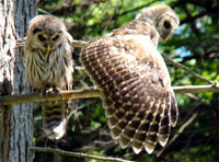 two owls, owl photo, barred owl photo, owl picture, barred owl picture, two barred owls
