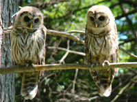 owl siblings, two owls, two barred owls, barred owls photo, barred owls photograph