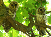owls in the summer, barred owls, two barred owls, barred owls photo