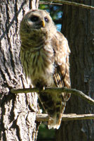 owl gaze, barred owl, owl perching, barred owl photo, barred owl photograph