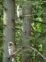 two owls, owls in forest, owls photo