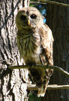 owl regal, barred owl perching, barred owl photo, barred owl photograph, owl photo