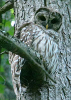 round owl, barred owl, barred owl photo, barred owl photograph