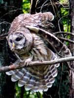 owl spiral, unusual owl, unusual spiral owl, barred owl photo, owl acrobatics