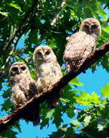 3 baby owls, baby owls, baby barred owls, baby owls photo, baby owls photograph, barbara upton photo