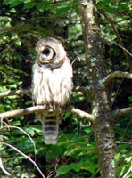 white owl, white barred owl, barred owl photo, barred owl photograph, barred owl picture, 