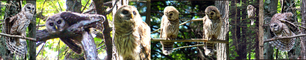 owl photos, barred owl photos, owl photographs, beautiful owl photos, barbara upton photography,  